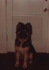 Cute puppy door for sale  Mission