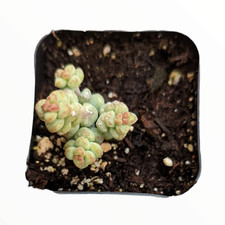 Crassula baby surprise for sale  Morgan Hill