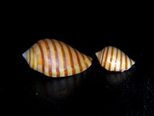 Vexilla vexillum 18.22mm for sale  Kapolei