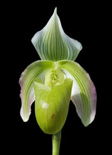 Rare paphiopedilum bougainvill for sale  LONDON