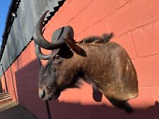 Rare black wildebeest for sale  ASHBOURNE
