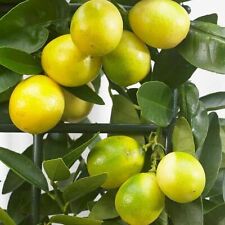 citrus lime tree for sale  UK