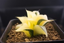 Succulent haworthia badia for sale  Albrightsville