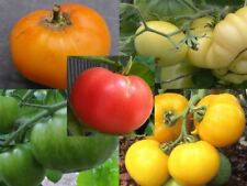 Graines tomates bio d'occasion  Bourges