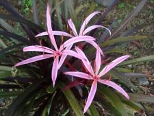 Red bog lily for sale  Fairdale