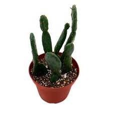 Bubbleblooms prickley pear for sale  Apopka
