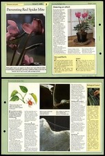 Preventing red spider for sale  SLEAFORD