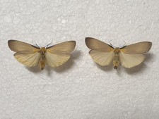Lithosia quadra males gebraucht kaufen  Guben