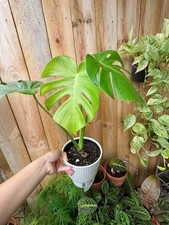 Monstera deliciosa healthy for sale  Dayton