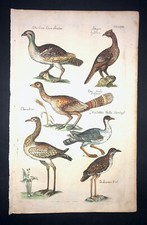Merian bustards pl.26 d'occasion  Paris-