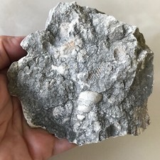 Limestone fossiliferous rock for sale  Murfreesboro