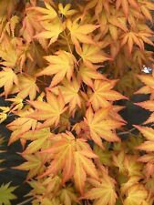 Japanese maple akane for sale  USA