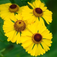 Helenium gold perennial for sale  UK