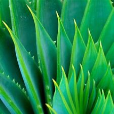 Aloe vera gel for sale  Austin