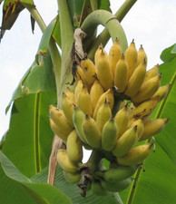 Dwarf banana tree for sale  Naples
