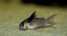 Corydora melanistius large d'occasion  Expédié en Belgium