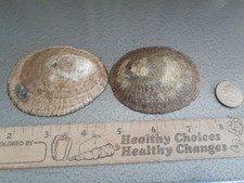 seashell collectibles for sale  San Diego