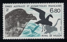 Birds wilson petrel for sale  UK