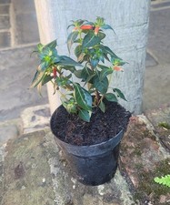 Cuphea ignea firecracker for sale  HORSHAM