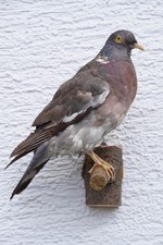 Taube ringeltaube tierpräpara gebraucht kaufen  Michelstadt