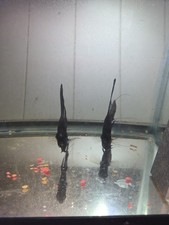 Proven breeding pair for sale  Madisonville