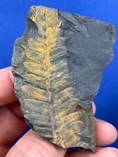 Carboniferous pflanze fossil gebraucht kaufen  Saarbrücken