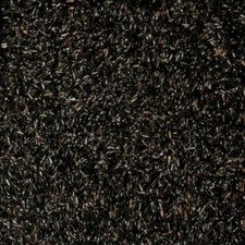 Niger seed wild for sale  NEWTON-LE-WILLOWS