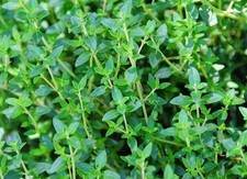 english thyme for sale  Winter Garden
