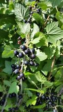 Blackcurrant plants ben for sale  ORKNEY
