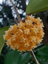 Hoya ilagiorum gelb gebraucht kaufen  Nürnberg