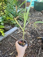 sugar sugarcane plants cane for sale  Englewood