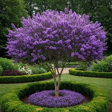 Vitex chaste tree for sale  Omaha