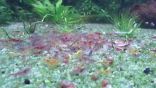 Neocaridina cull shrimps for sale  Dacula