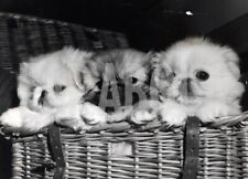 Vintage cani 1956 usato  Roma