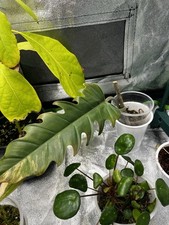 Etablierter philodendron carme gebraucht kaufen Etablierter philodendron carme gebraucht kaufen  Riedstadt