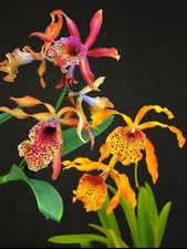 Cattleya frances fox. for sale  NOTTINGHAM