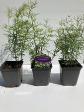 Coreopsis zagreb plants for sale  WOLVERHAMPTON