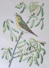 Wood warbler bird for sale  OSWESTRY