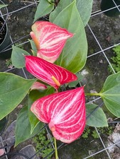 Anthurium livium mature for sale  Miami