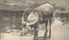 Tiere wasserbüffel gebraucht kaufen  Deutschland