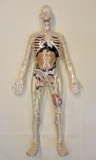 Human skeleton anatomical for sale  WYMONDHAM
