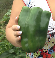 100 heirloom emerald for sale  Spring Branch