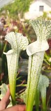 Sarracenia leucophylla hcw usato  Casalmaggiore