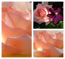 Kletterrose compassion großen gebraucht kaufen  Pinneberg