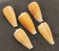 Magnus cone shells for sale  REDRUTH