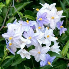 Solanum climbing plant for sale  MARCH