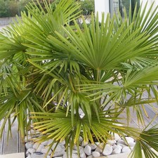 Trachycarpus fortunei chamaero d'occasion  Pouzauges