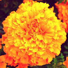 1000 samen tagetes gebraucht kaufen  Uffenheim