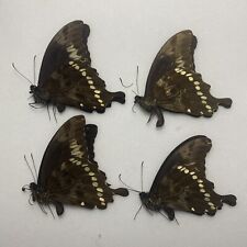 Butterfly papilio hornimanni for sale  READING