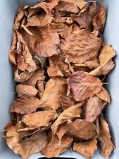 Dried beech leaves for sale  ROYSTON